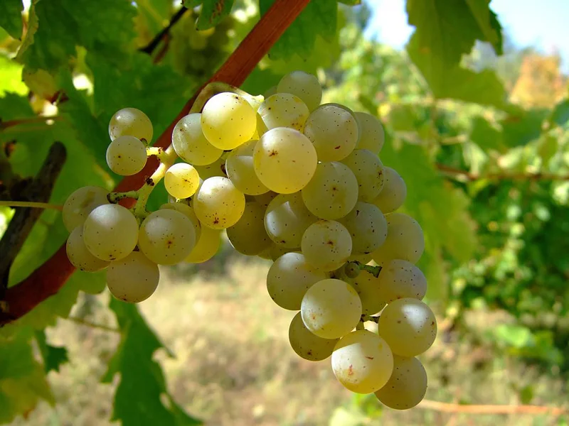 Sauvignon Blanc Grape Variety