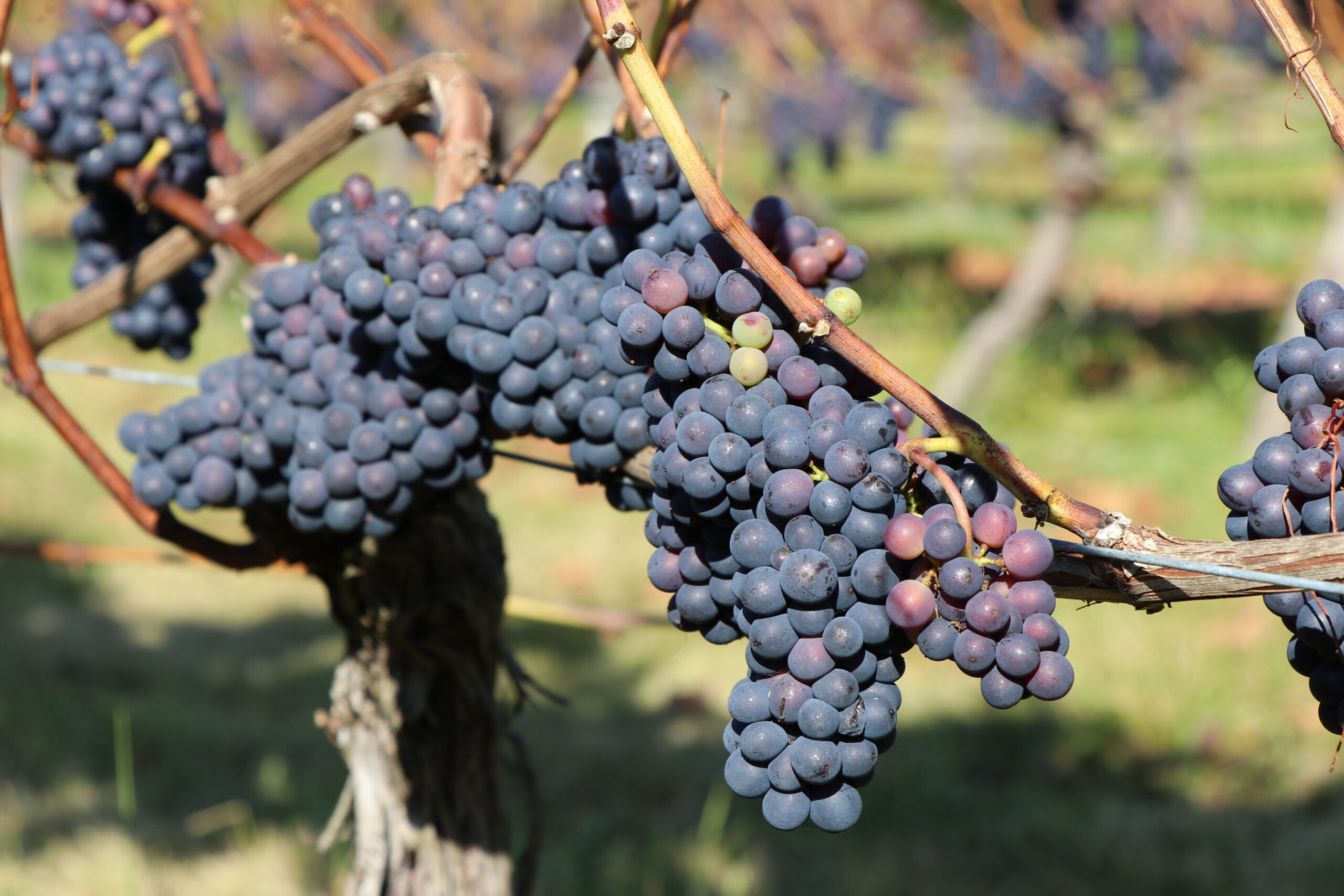 Pinot Noir Grape Variety