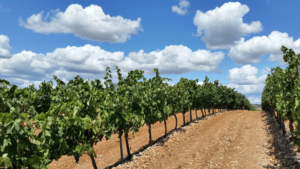 Tempranillo Vineyards in Rioja, Spain